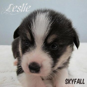 Leslie Skyfall