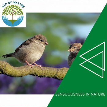Elysium Nature Peace Project Stream Woodland