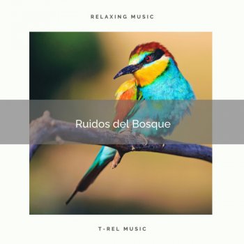 Naturaleza Sonidos Sueños Mágicos y Música de Pajaritos Salvajes para Relajarse