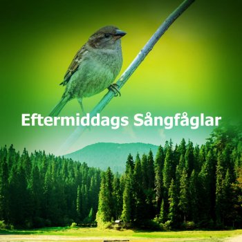 Swedish Forest Birds Foliage Tweets