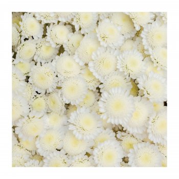 Greenest Grassland Let’s collect flowers