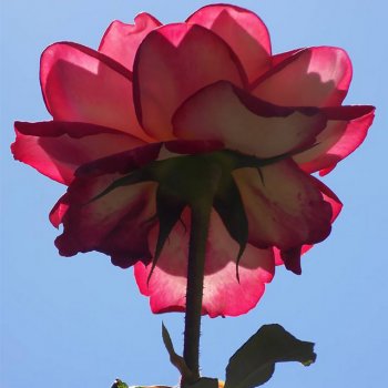 Исполнитель Andrés Pérez, альбом Inexorables Postrimerías