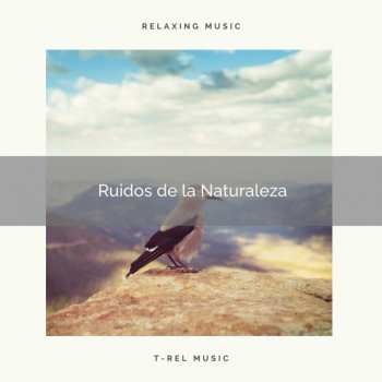 Naturaleza Sonidos Ruidos de la Naturaleza Salvajes del la Selva para Dormir