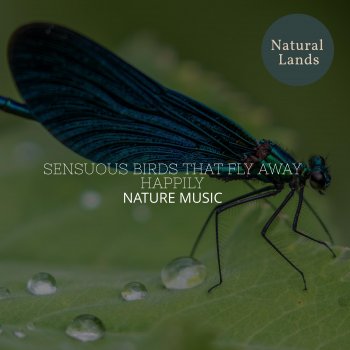 My Nature Calm Vibes Eternal Wind Soft Rain