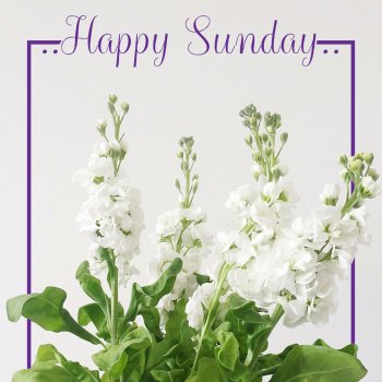 Исполнитель Wonder Music, альбом Happy Sunday