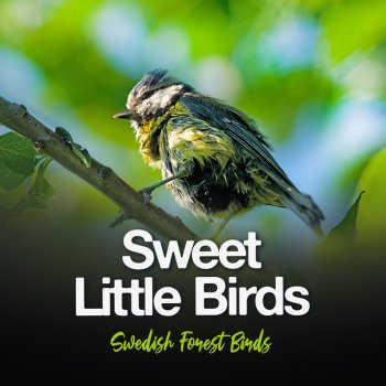 Swedish Forest Birds Time Tree