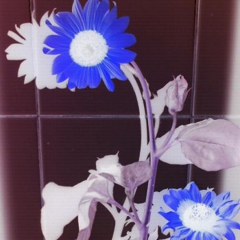 Исполнитель Andrés Pérez, альбом Maduro