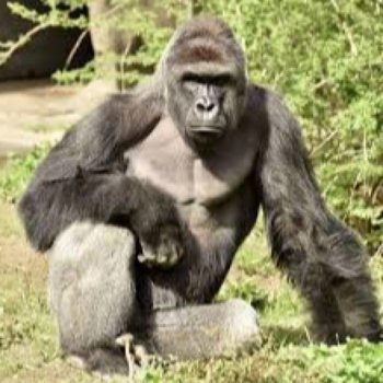 $ir $keet Harambe Forever