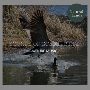 Cozy Nature Soothing Music Library Lectrify Crickets