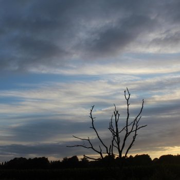 West Coast Massive State Show