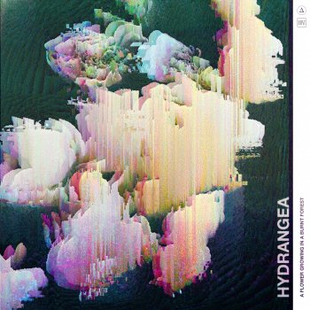 Hydrangea Bipolarity