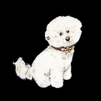 Father Bichon Frise