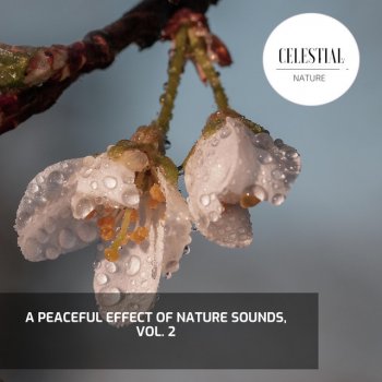 Growth Flames 9D Nature Sound Peaceful Rain Sound