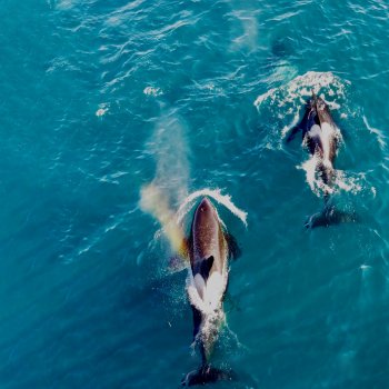 Исполнитель Иво, альбом Света и Рая - Single