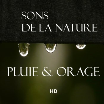Sons de la Nature Ambiance en forêt