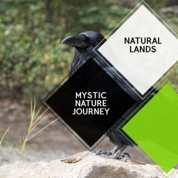 Divinity Creator Nature Sounds Songs of Ashy Tit