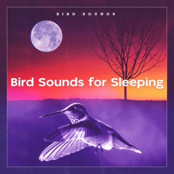 Bird Sounds Speech Serenity