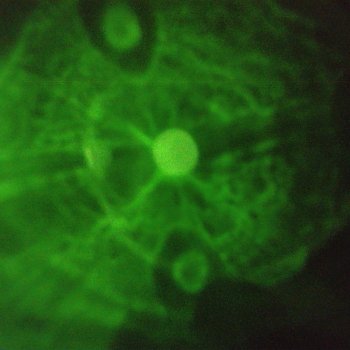 Исполнитель T. Ledger, альбом Wassup