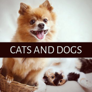 Calming Music Sanctuary Four Paws