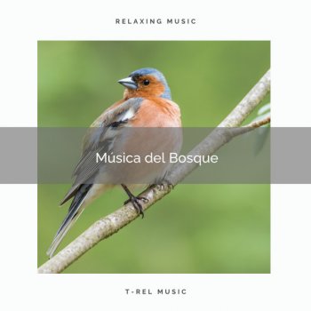 Naturaleza Sonidos Música de Pajaritos Mágicos del Bosque para Dormir Profundamente