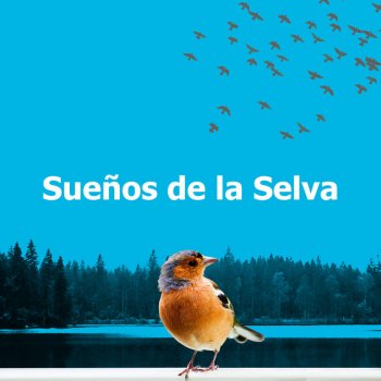 Sonidos De Aves Whispers Swift