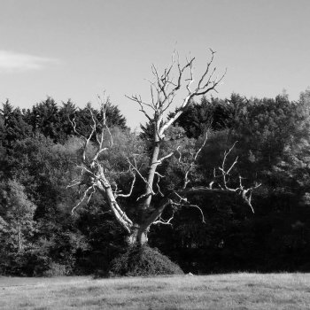 Sam Jones The Lightning Tree