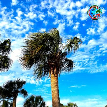 Исполнитель Pragmatic, альбом Where the Wind Blows (feat. Simply Josiah) - Single