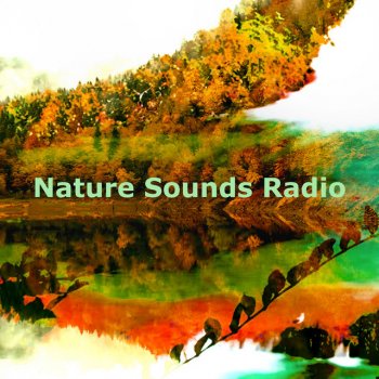 Ambi Nature Radio Foggy Flapping