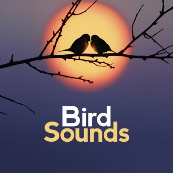 Исполнитель Bird Sounds, альбом Bird Sounds