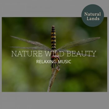 Nature Peace Music Club Day Spring Dawn Wetlands