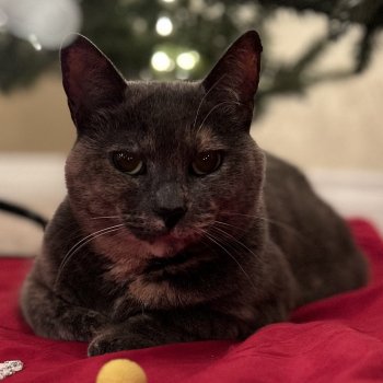 Ultbee Missed This Christmas