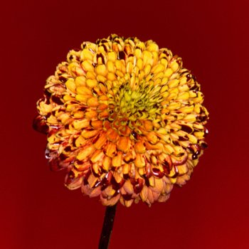 RADWIMPS Shape of Miracle