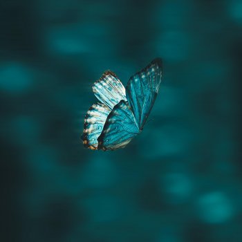 Matthew Parker Defeated By A Butterfly