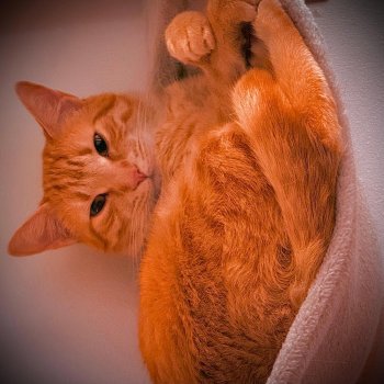 Hobbes Floating