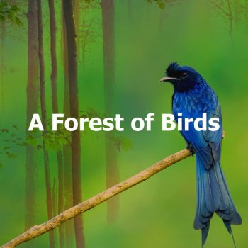 Swedish Forest Birds Harmonious Trees