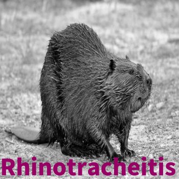 Youngster Rhinotracheitis