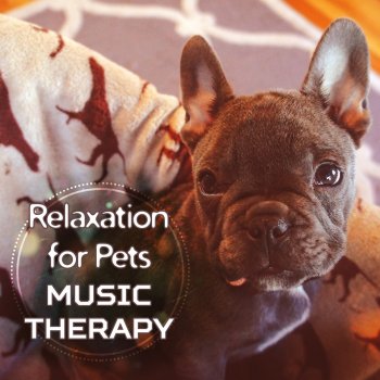 Pet Music Academy New Age Music for Pets