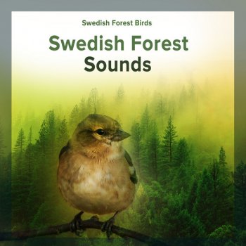 Swedish Forest Birds Chorus Sand