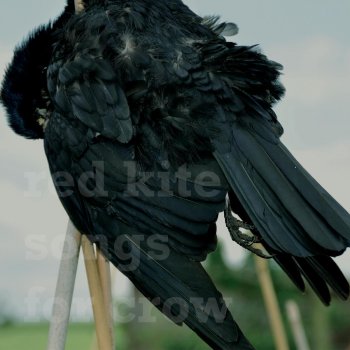 red kite Calliope