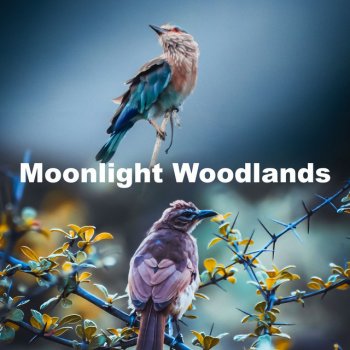 Birds 3AM Tones Sonata