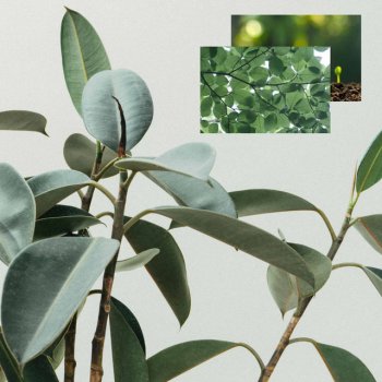 Massage Music Music (Complete Tranquility)