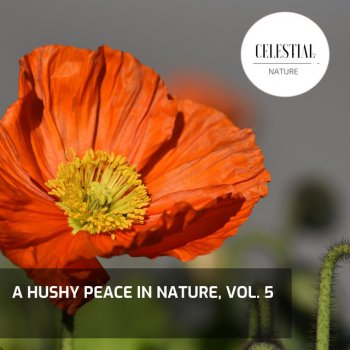Flames 3D Nature Music Beautiful Chirping Birds