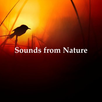 Picturesque Sound Dwell Presence