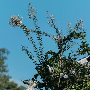 Исполнитель KIRA, альбом Lost Child / Cradle - EP