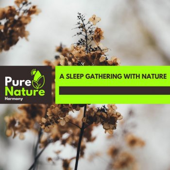 Bushfire Nature Sound Library The Nature Talks to Birds