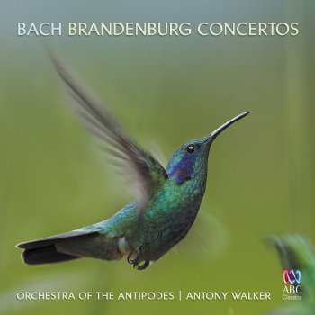 Orchestra of the Antipodes feat. Erin Helyard Brandenburg Concerto No. 5 in D Major, BWV 1050: II. Affettuoso