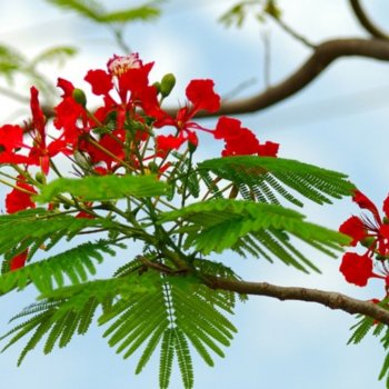 Dan Truong feat. Triệu Vy Biet Khuc Cho Nhau