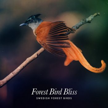 Swedish Forest Birds Thicket Woodland