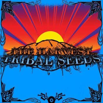 Tribal Seeds Herby