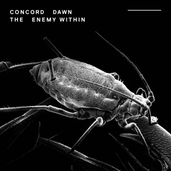 Concord Dawn feat. Paul McLaney Coda